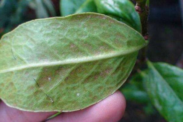 茶花病虫害有哪些,茶花常见病虫害防治视频