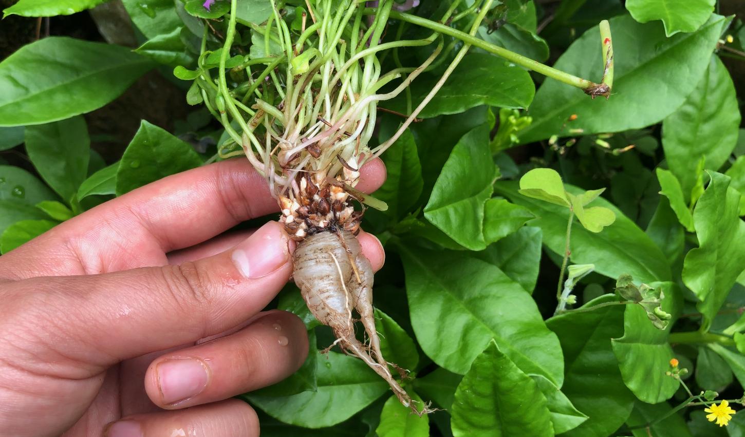 铜锤草别名大全,中药材铜锤草