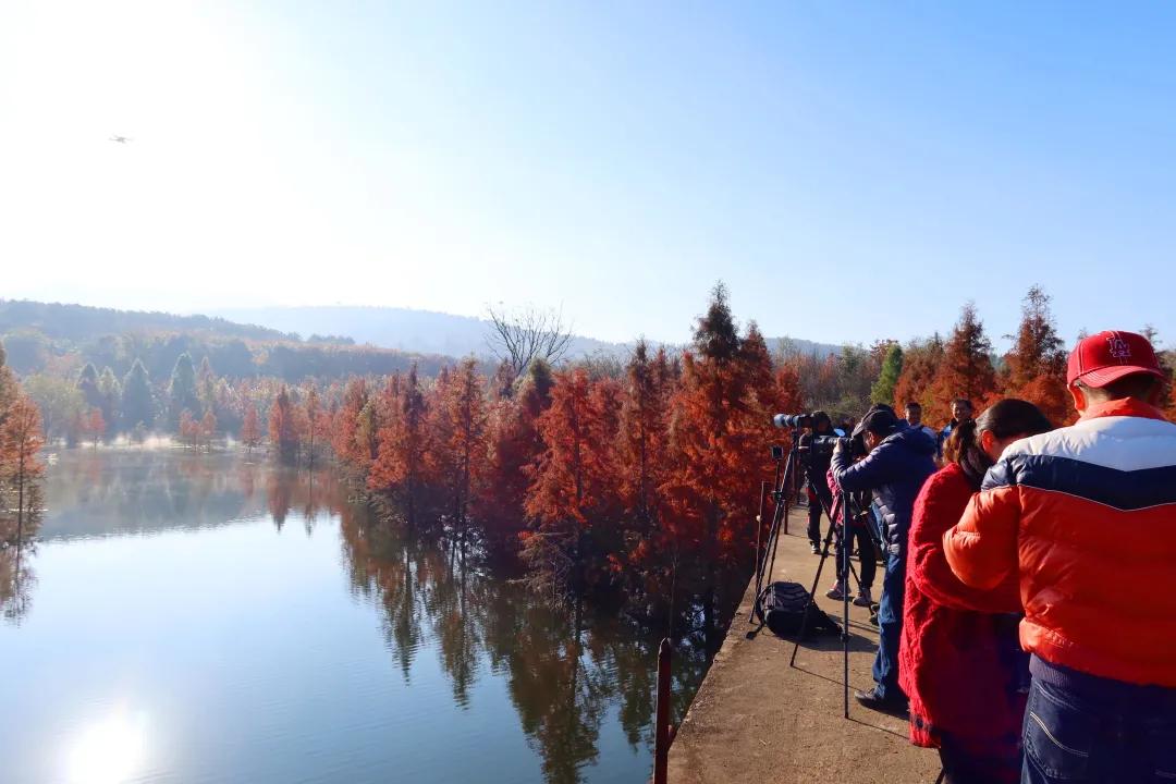 昆明甸尾村的水杉真的太美了,昆明甸尾水杉林网红打卡地