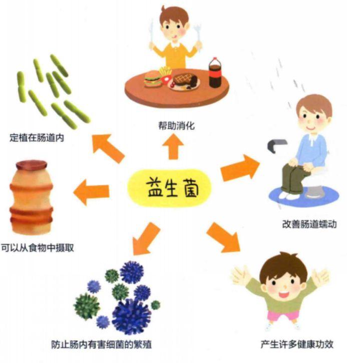 荒野健康：益生菌除了与肠道有关系，还与身体哪些部位有关系？