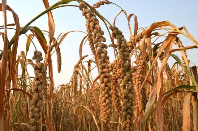 北方为什么把正月初八叫做游八仙,正月初八是八仙中谁的生日