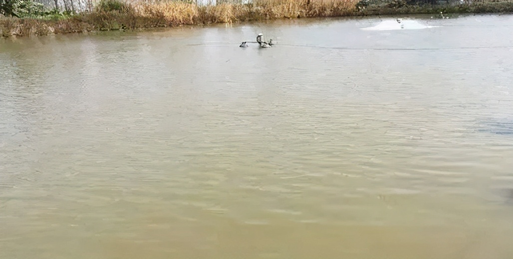 高温死鱼的预防措施,高温死鱼怎么防治