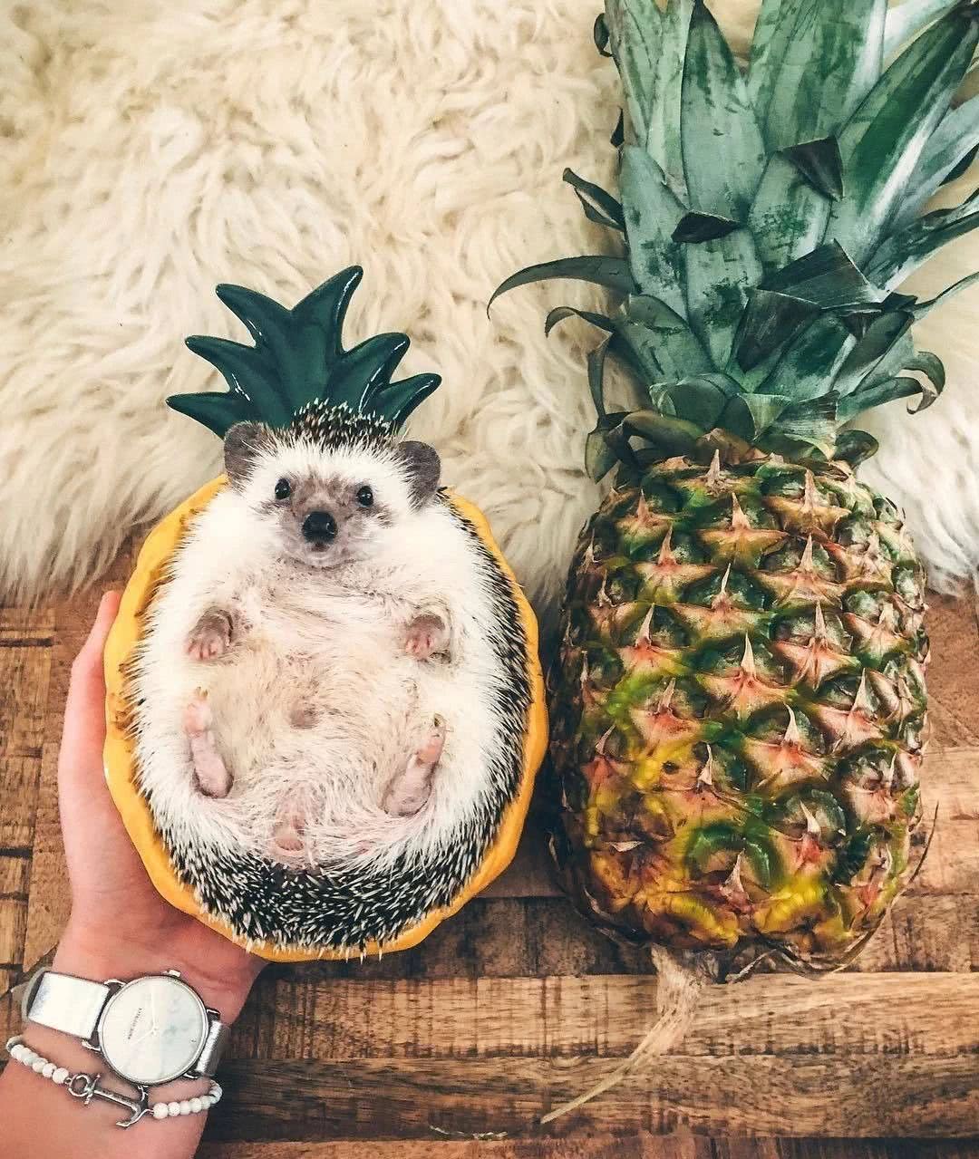 网红小刺猬——过成了你最想要的样子。