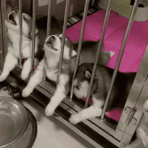 困成狗是什么样子,看看你家小狗的睡姿