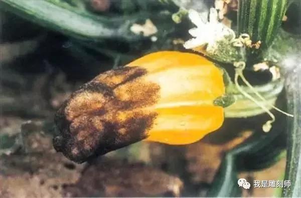 文玩葫芦的病虫,文玩葫芦预防花叶病教程