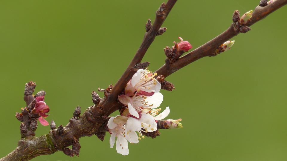 课前三分钟经典古诗,十分钟学古诗