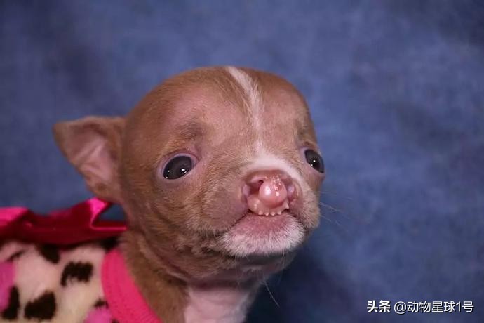 唇腭裂的小狗,唇裂小狗修复了可以养活吗