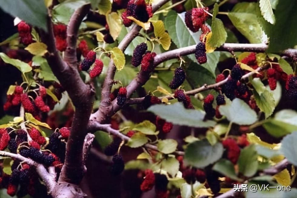农村80后才看得懂的图和知道的经历