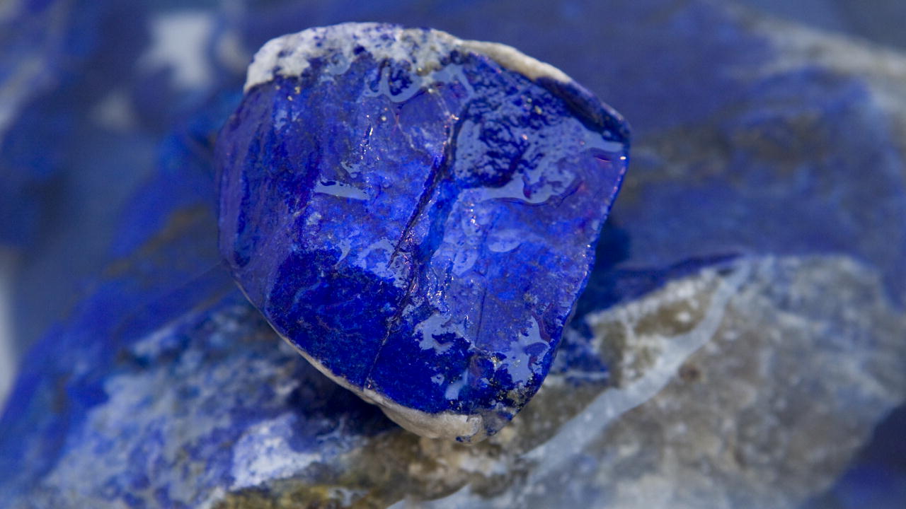 灰喜鹊为什么这么聪明,灰喜鹊为什么那么聪明