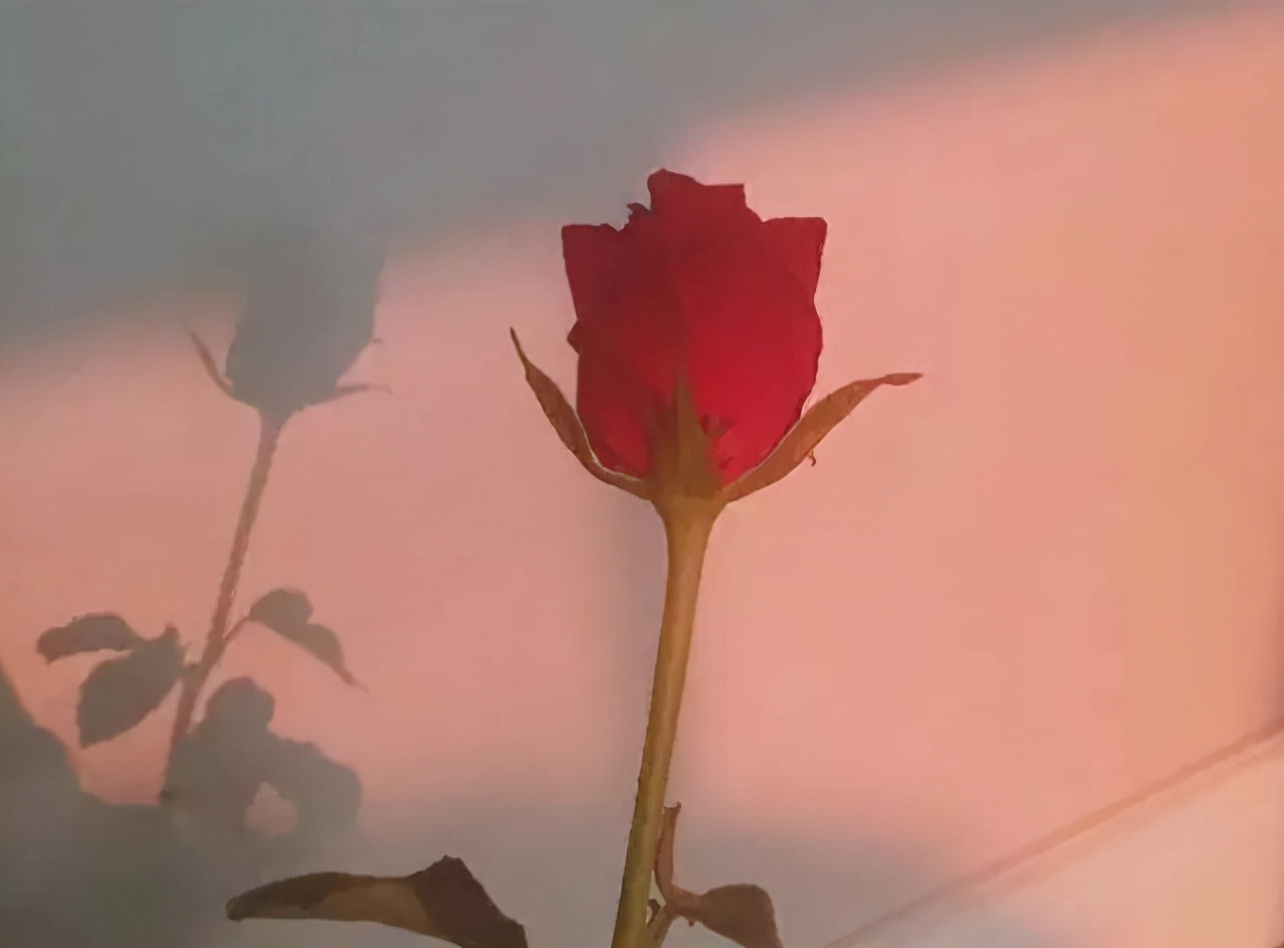 文艺慵懒而干净的句子,美食与生活的文艺句子