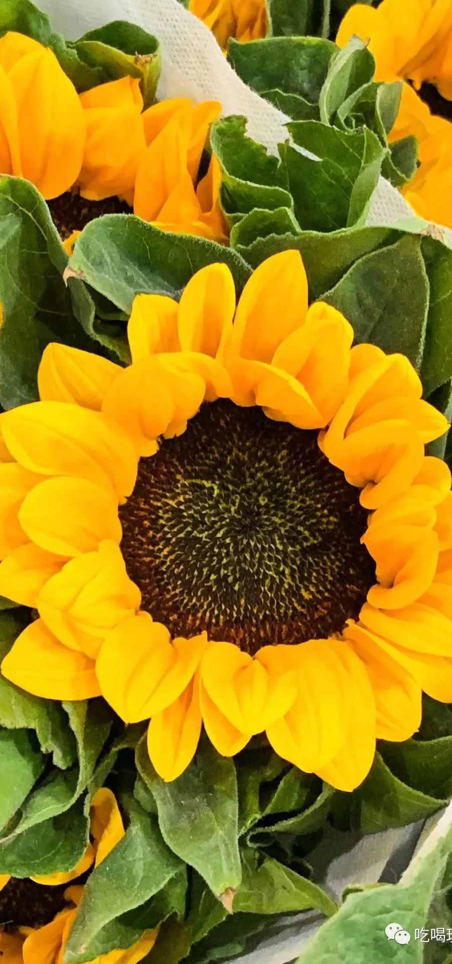 北京崇文区西花市大街,北京通州花市在哪里