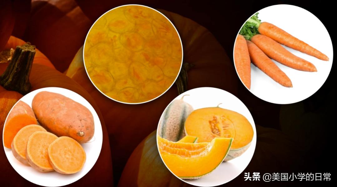 一个南瓜引发的学习激情，为何让美国孩子如此着迷？