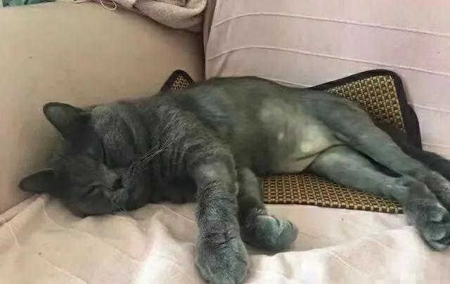 收留一年多的蓝猫好养吗,为什么蓝猫领养回来不吃不喝