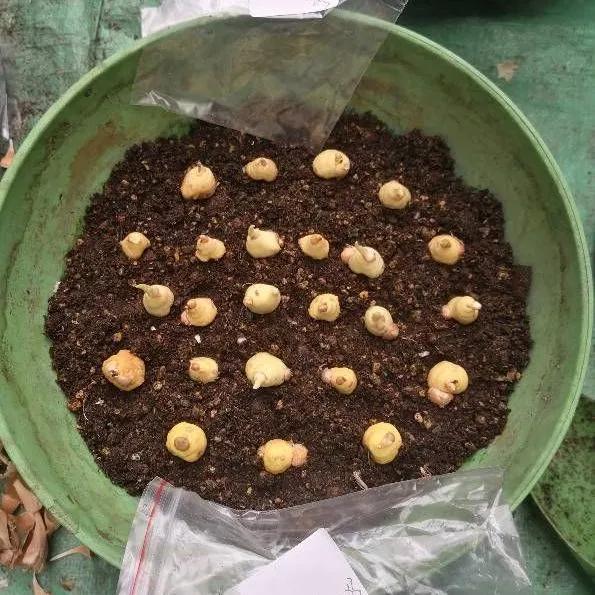 种球一年四季开花品种有哪些,硬根花卉种球大全图解