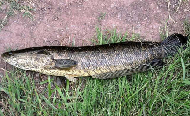 钓黑鱼妙招,钓黑鱼最好的办法视频