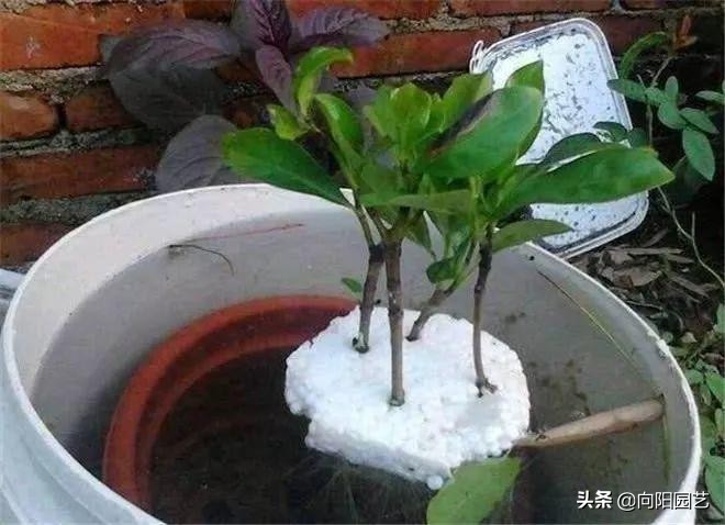 养花不用营养土,泡沫箱养花技巧什么花可以用水养