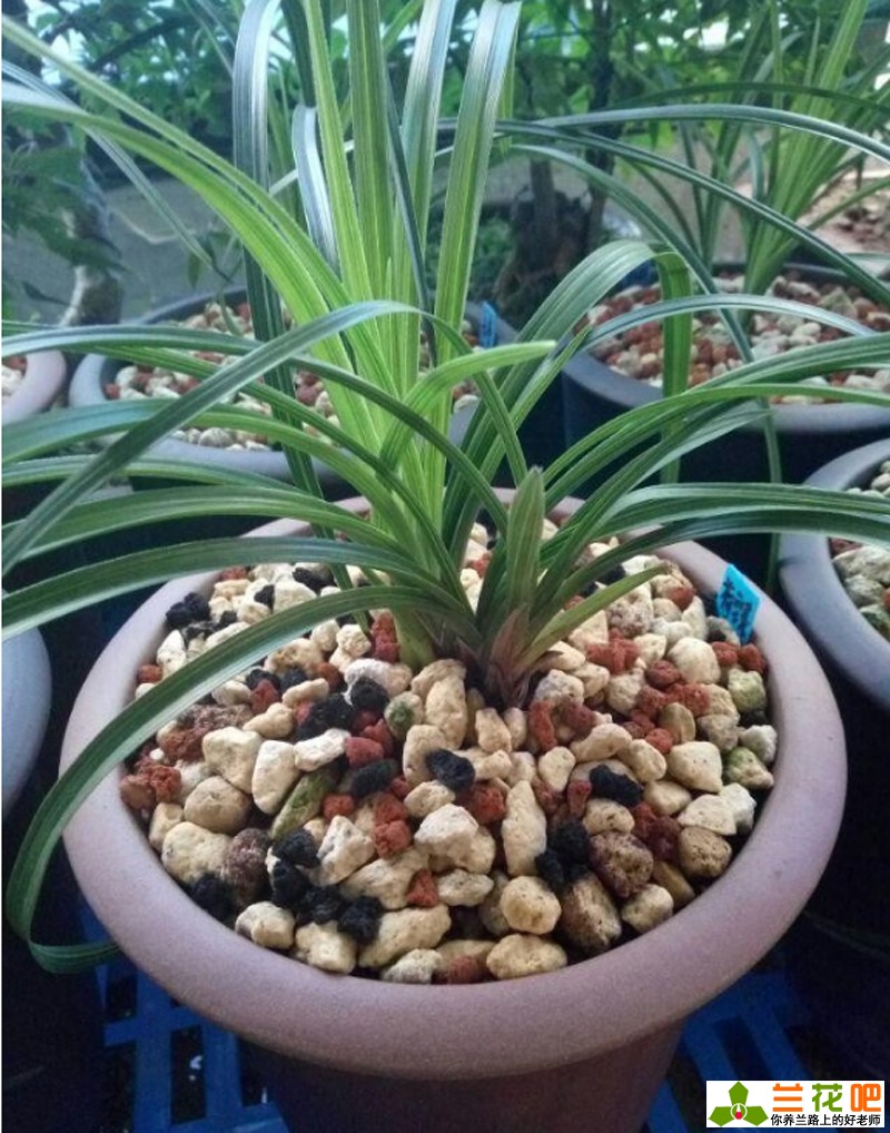 秋季给兰花翻盆和分株的要点,当年刚种的兰花秋季可以翻盆吗