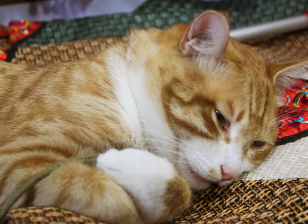 猫咪半夜猫叫怎么解决,怎么防止猫咪晚上乱叫