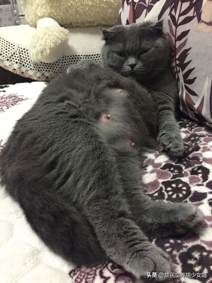 母猫怀孕不到一星期会有什么征兆,母猫怀孕怎么补身体