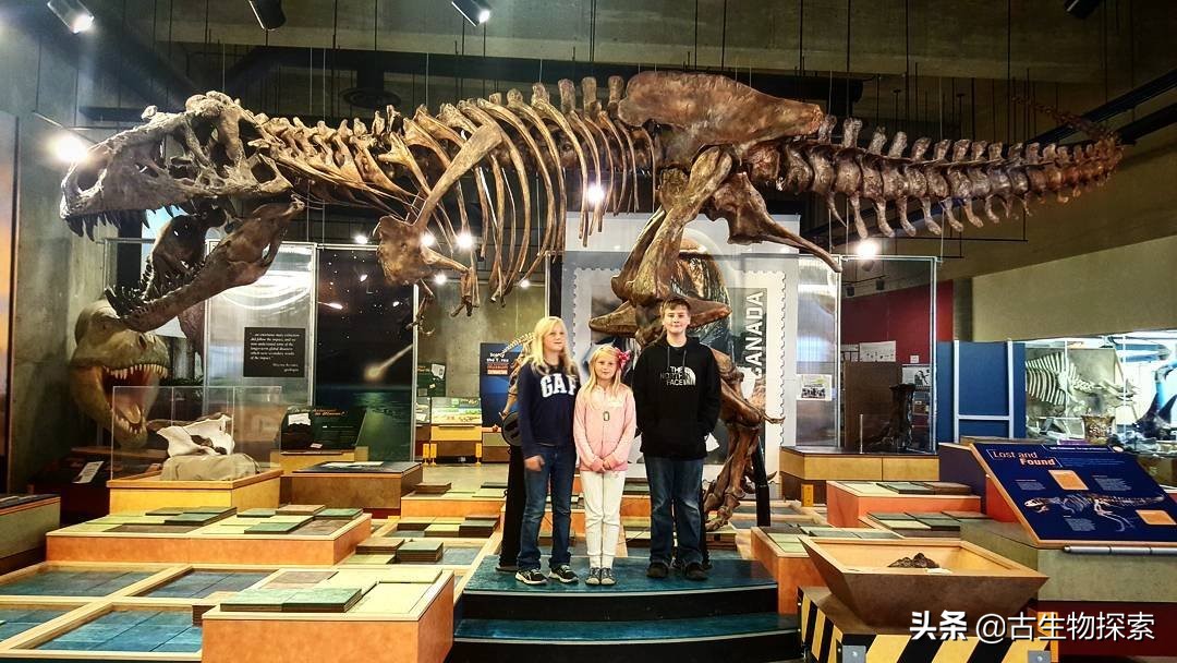 古生物学家恐龙化石霸王龙,中国发现霸王龙化石