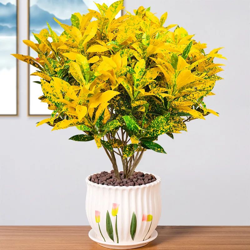 绿植中的变色洒金榕，变叶木这么养护，叶色变幻清新靓丽优雅斑斓