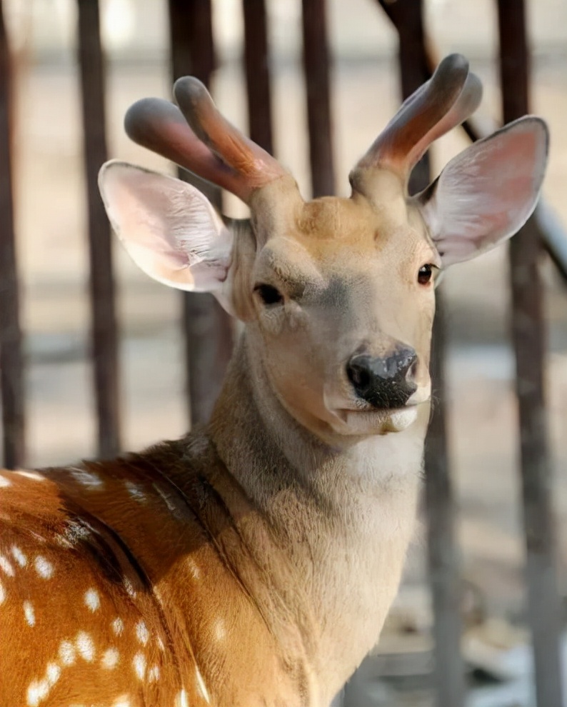 鹿角自然脱落是鹿茸吗,鹿角会自然脱落为什么还要割鹿角