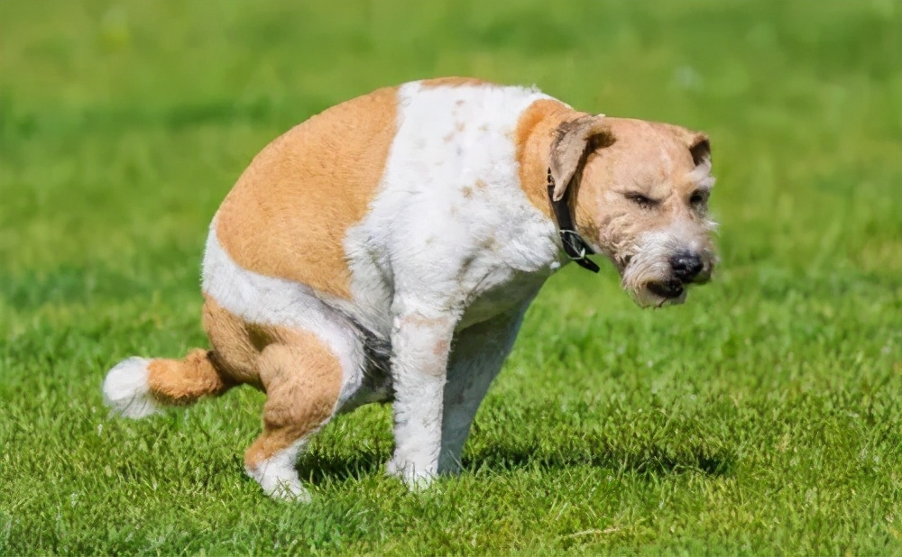 我家狗的“粑粑”是黑色的,是病吗?