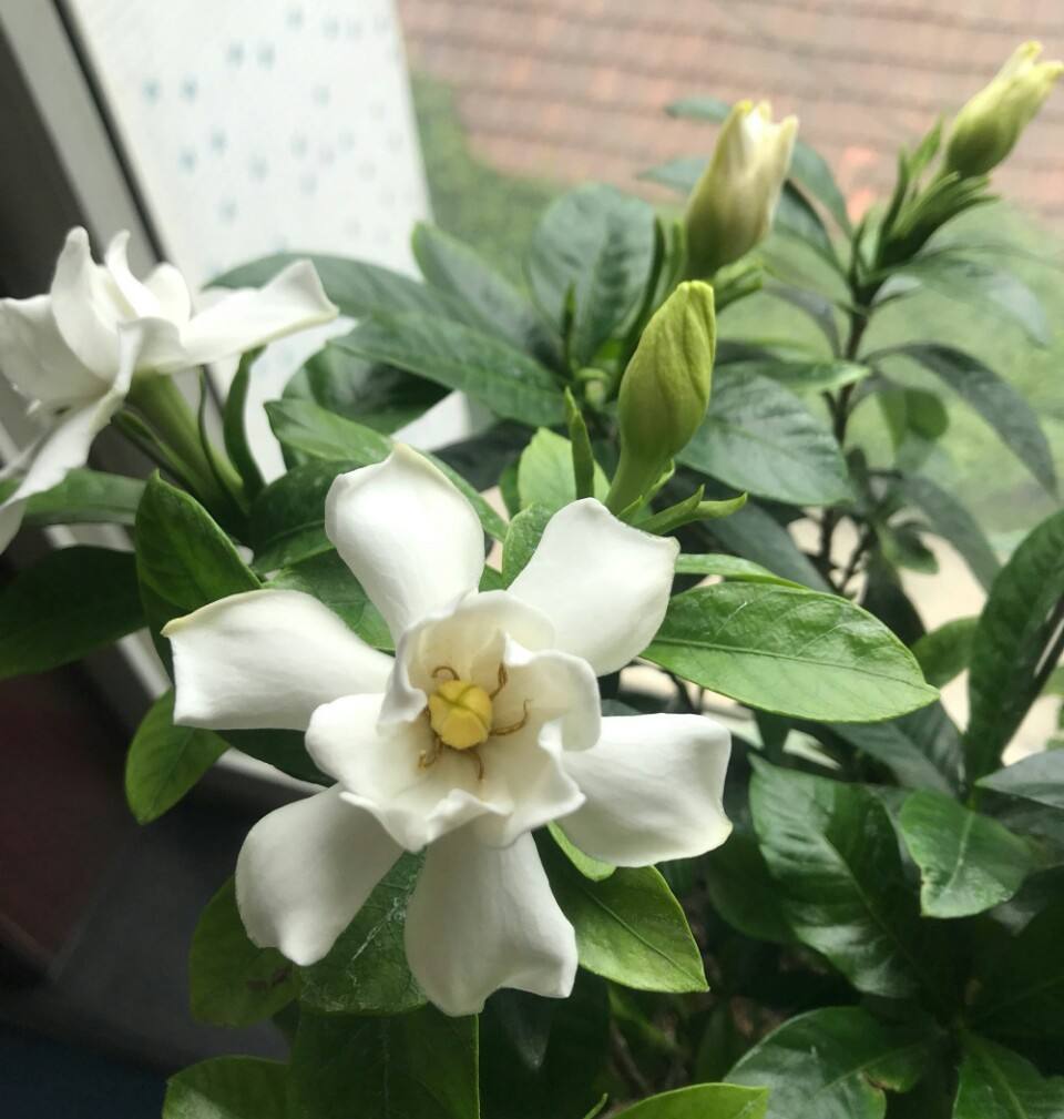 栀子花黄叶掉花苞怎么处理,栀子花黄叶掉叶的解决办法