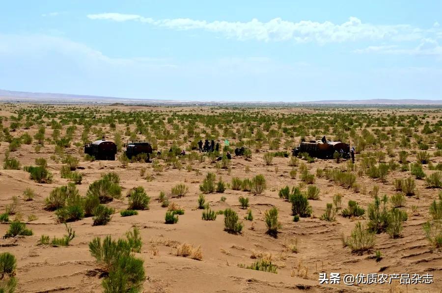沙漠植物药用价值,沙漠濒危药用植物