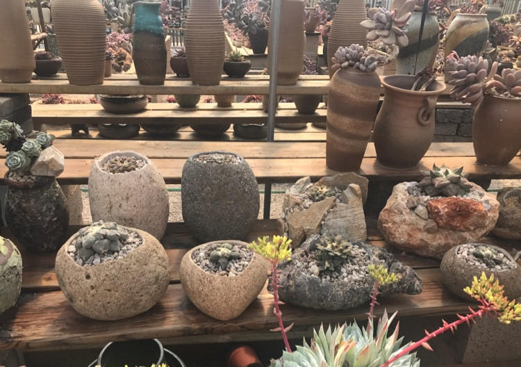 自从养花生活质量都变好了,花园生活的真实感受