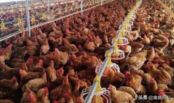 鸡群混感发病越来越多，如何正确治疗鸡病，我给你出方案