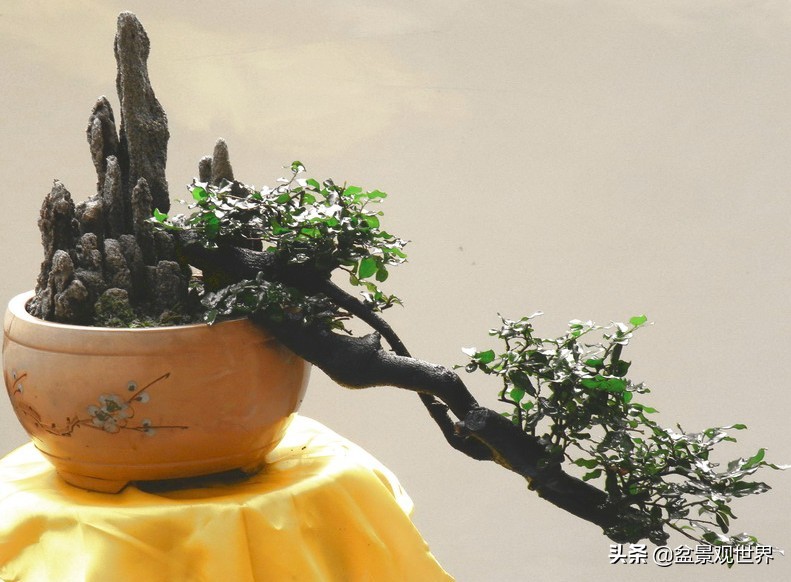 野生挂果金弹子是雌雄同株吗,金弹子雌雄同株公花比母花开得晚