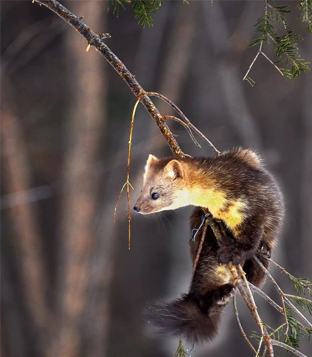 萌化延边发现珍稀紫貂,野生紫貂宝宝