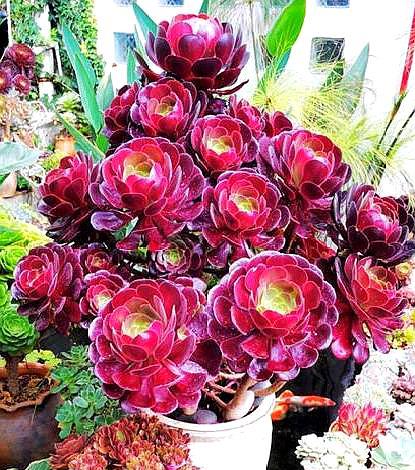 法师怎么预防黑腐,怎样防止法师缀化黑腐