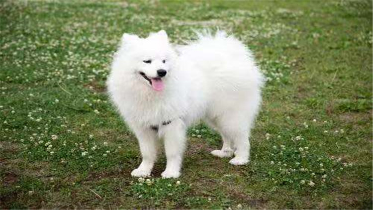 狗狗经常刨地怎么回事,狗狗频繁刨地