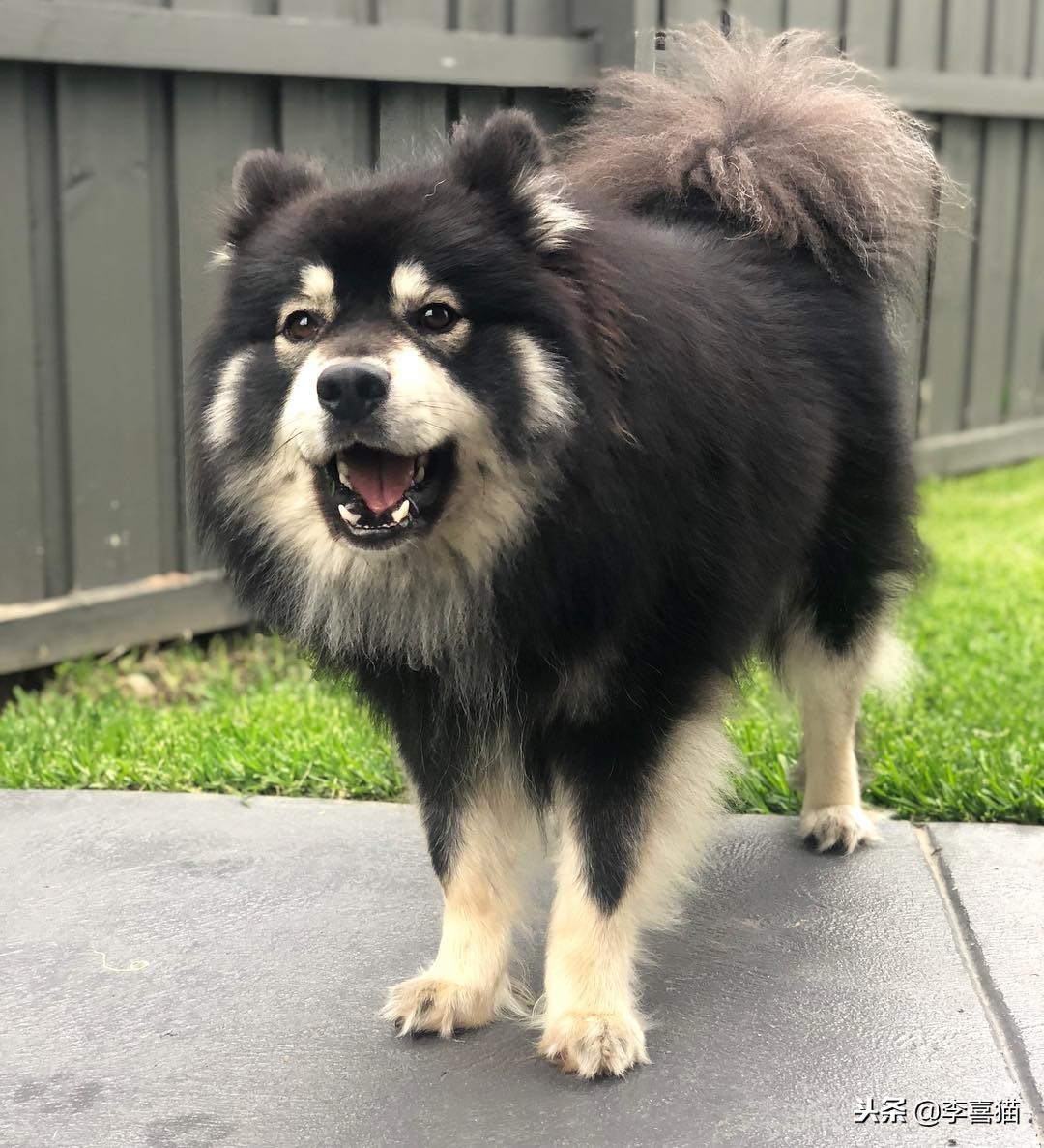 狗狗总是叫怎么治,狗狗总是叫人该怎么制止