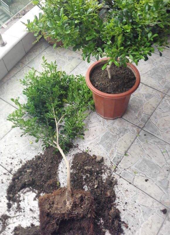 米兰用多大的花盆最好养,养米兰用什么花盆比较好