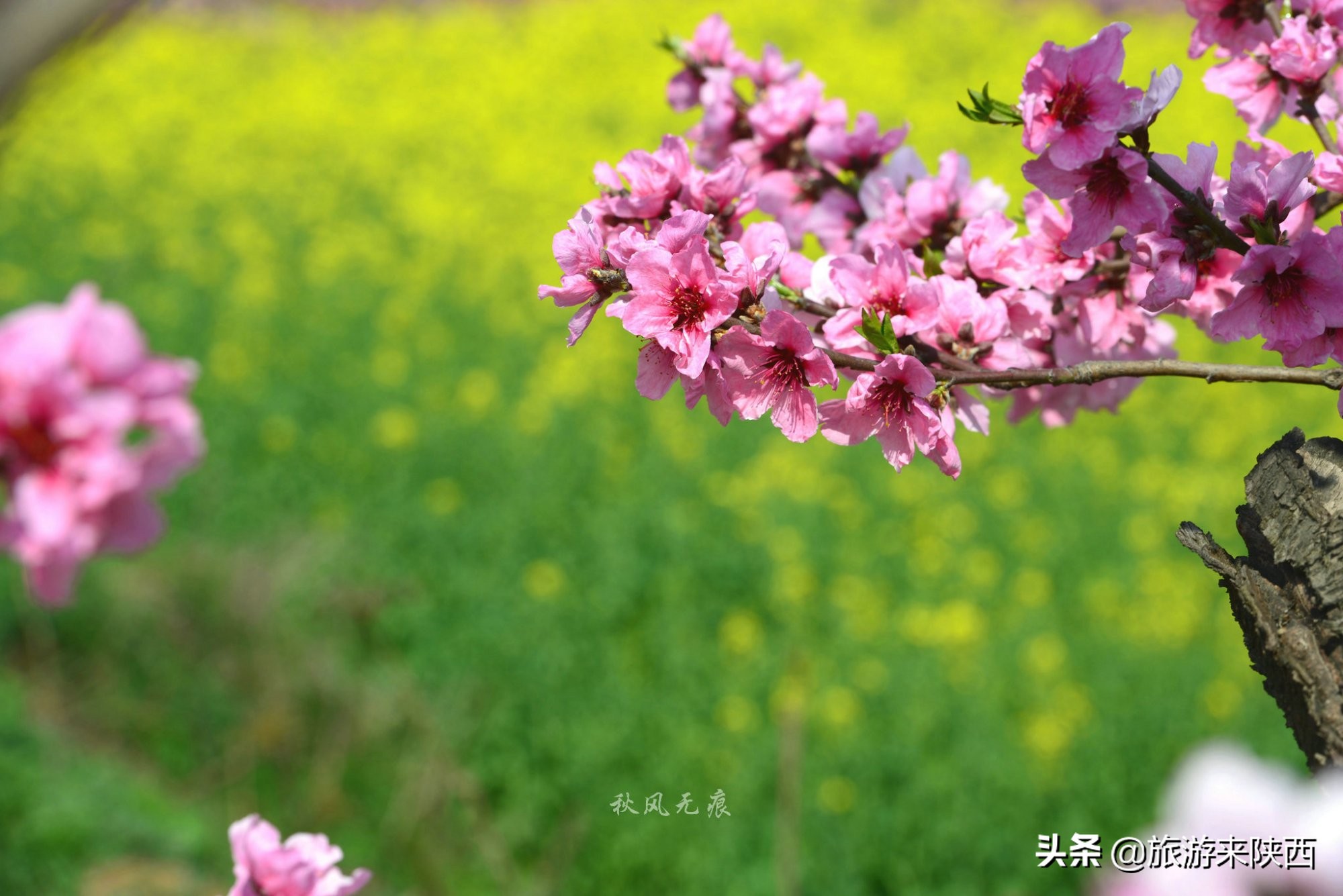 长安区王莽千亩桃园,西安王莽万亩桃花源