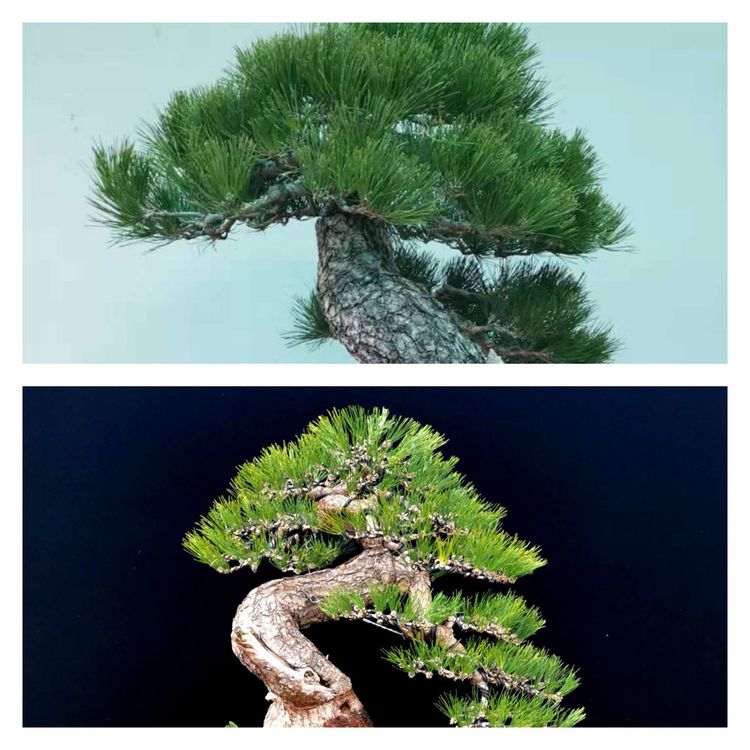 金奖精品黑松盆景 (日本国风展黑松盆景高清图)