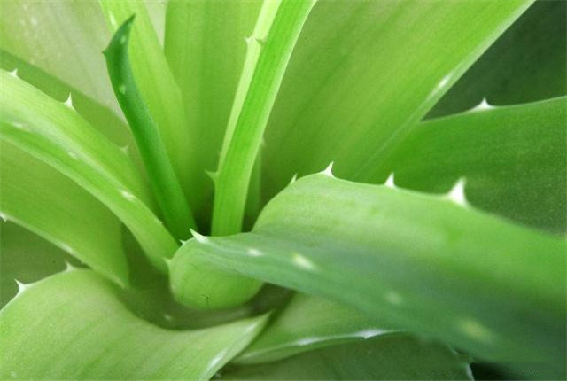芦荟的种植方法和作用,种植的芦荟有哪些作用