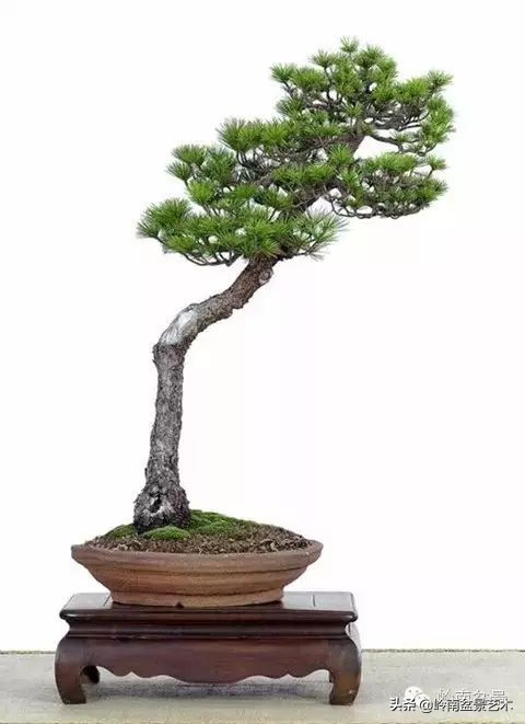 素仁格与文人树，你怎么看？