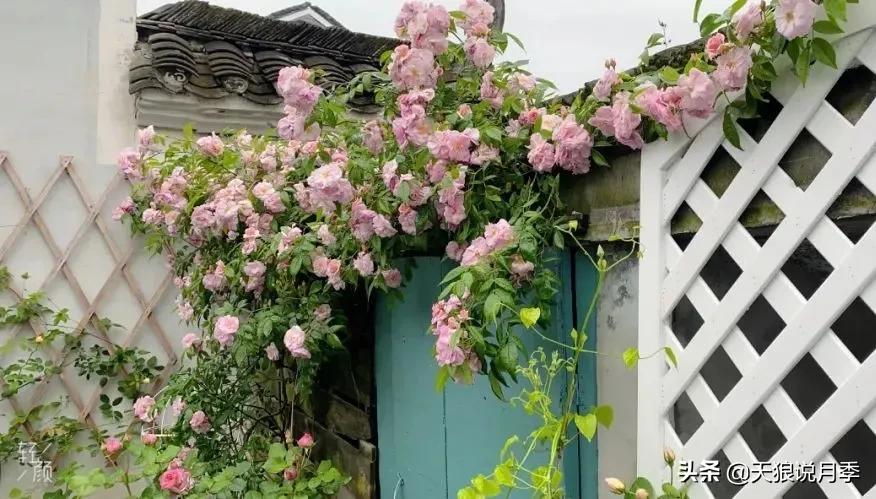 月季春季第一波花要不要剪,月季春季第一波花开后嫁接