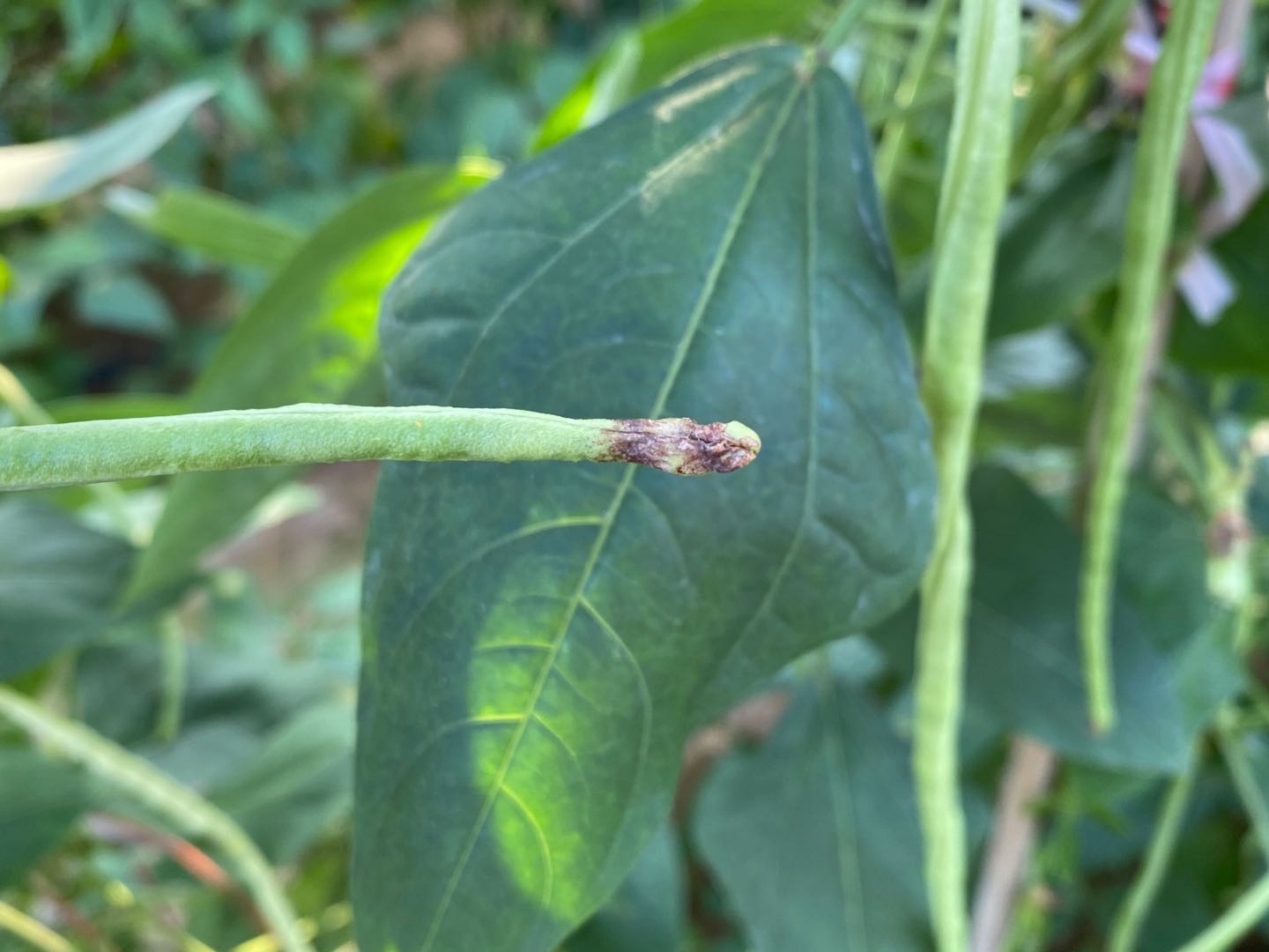 豇豆叶霉和灰霉病一样吗,豇豆叶子发黄什么原因灰霉病