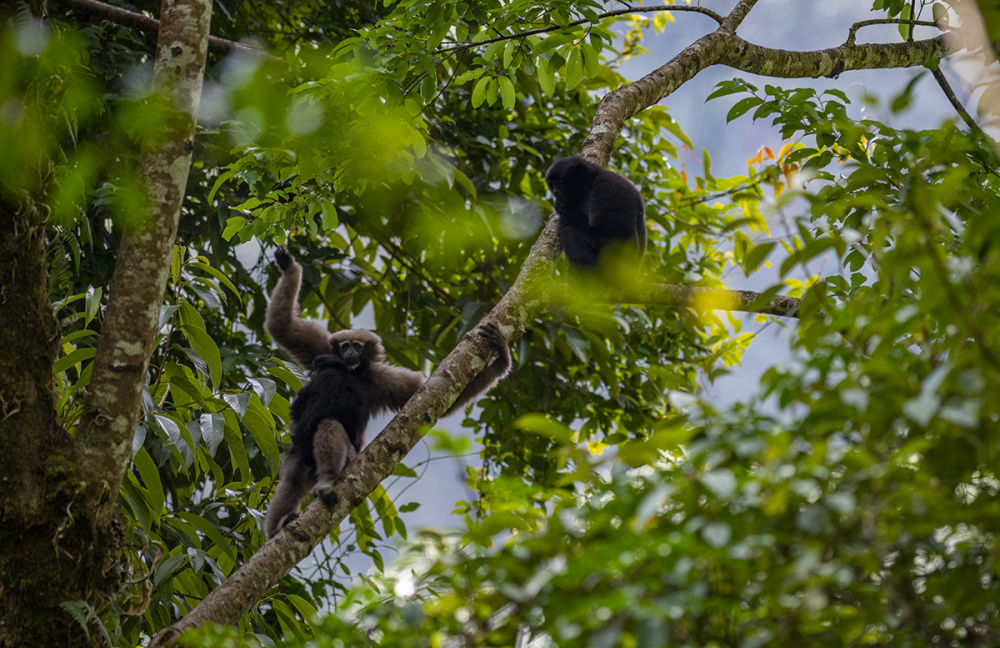 “星战”天行者现身云南？是时候认识我们的国宝了