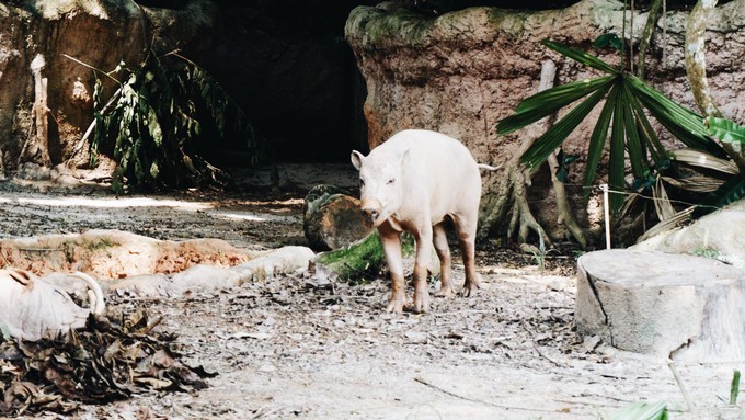 狮城新加坡自由行,新加坡7日游攻略