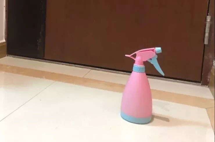 疫情家里养宠怎么消毒,养猫天天开窗通风还要消毒吗