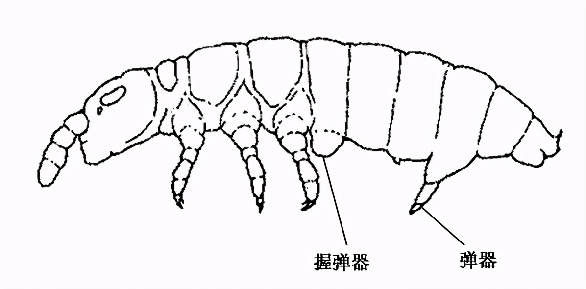 生态缸老水缸,生态缸老死鱼怎么回事