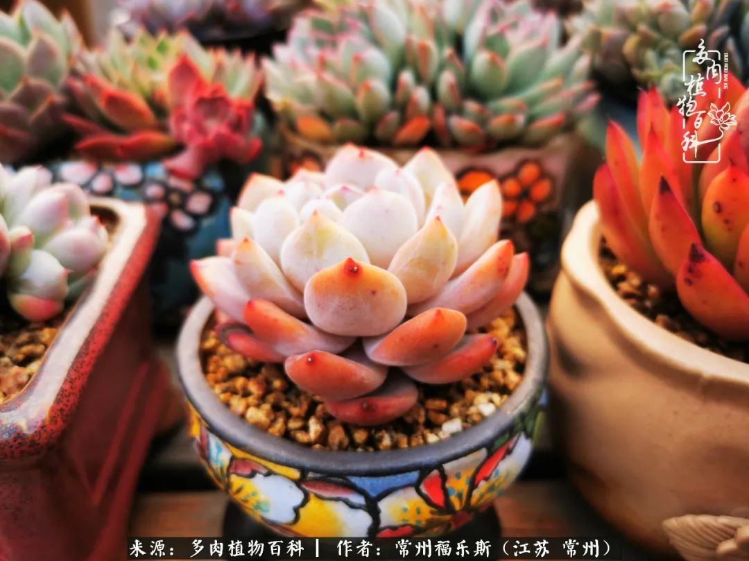 多肉是一处景物吗,多肉也有一道靓丽的风景