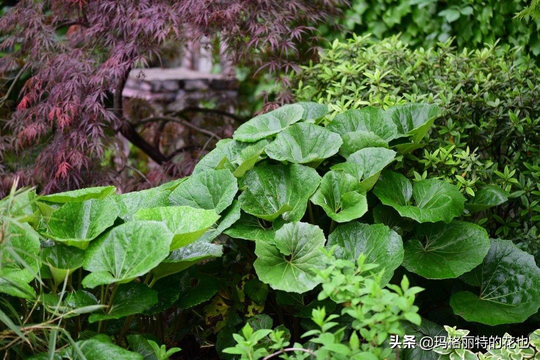 河马花园植物大全,荷马花园的月季