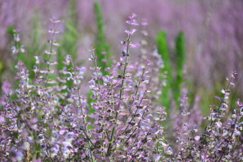 西餐香草大全及用途视频,好吃的西餐料理有哪些